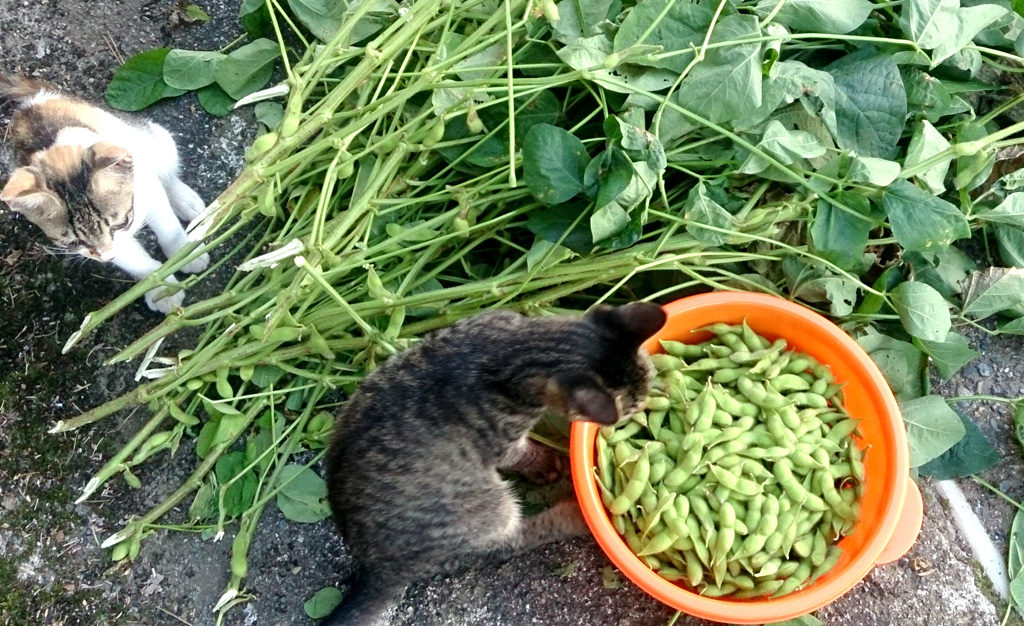 枝豆と猫